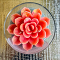 Lotus Lumiere - Where purity meets light